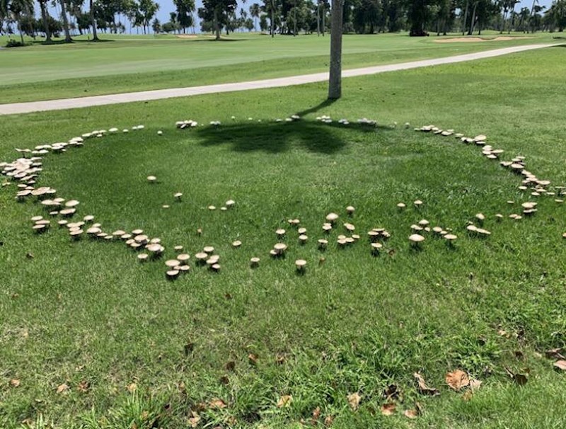 7. Gljive rastu u skoro pa savršenom obliku kruga