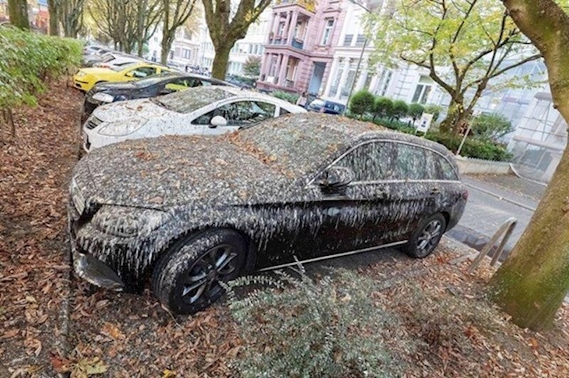 16. Jedan od razloga zašto nije pametno parkirati ispod drveća.