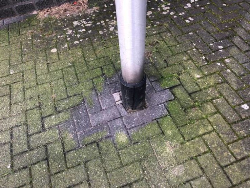 9. Pseći urin navodno sprečava rast mahovine