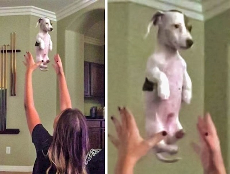 Ovom psu je dosta svega. Pogledajte samo taj izraz lica...