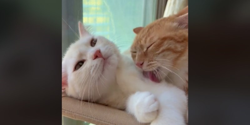 Danas svi dijele snimku zaljubljenih mačaka u zagrljaju, rastopit će vam se srce kad ju vidite