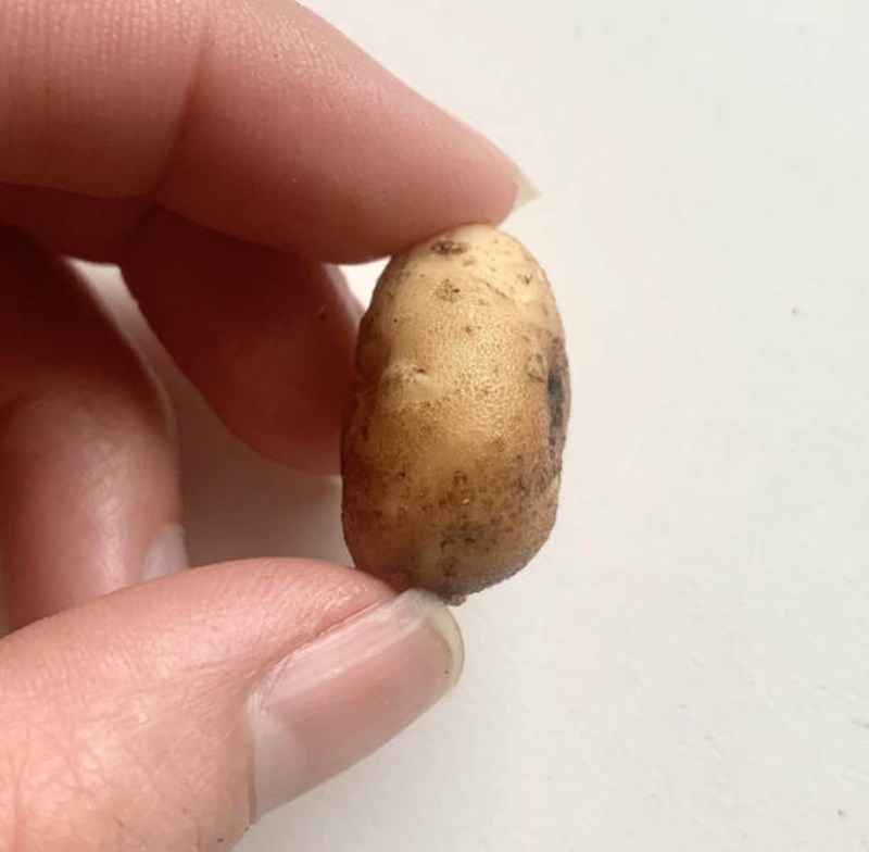 6. Cijelo ljeto sam uzgajala krumpire i ovo je urod