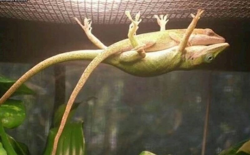 3. Mužjak nosi ženku dok ona drijema