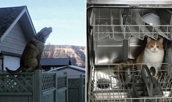 19 fotki na kojima se vidi da životinje imaju neku svoju vrstu logike