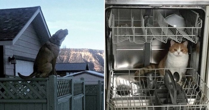 19 fotki na kojima se vidi da životinje imaju neku svoju vrstu logike