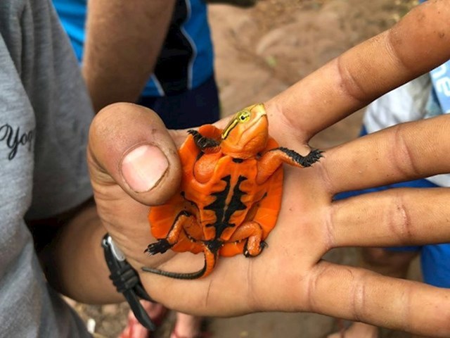 9. Narančasta kornjačica pronađena u džungli