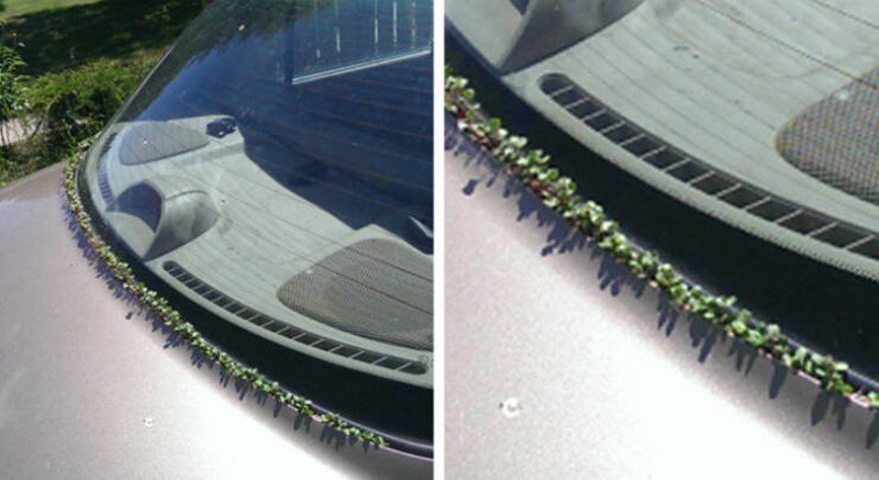 12. Iz našeg obiteljskog auta počela je rasti trava