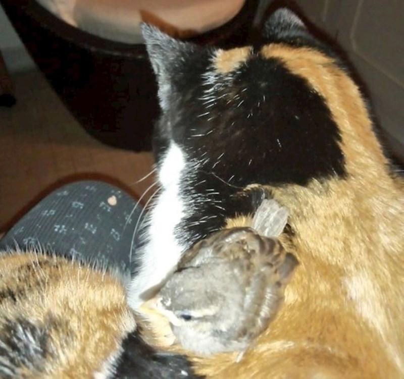 1. Vrabac je slučajno uletio u bakinu kuću. Sprijateljio se s njezinom mačkom.