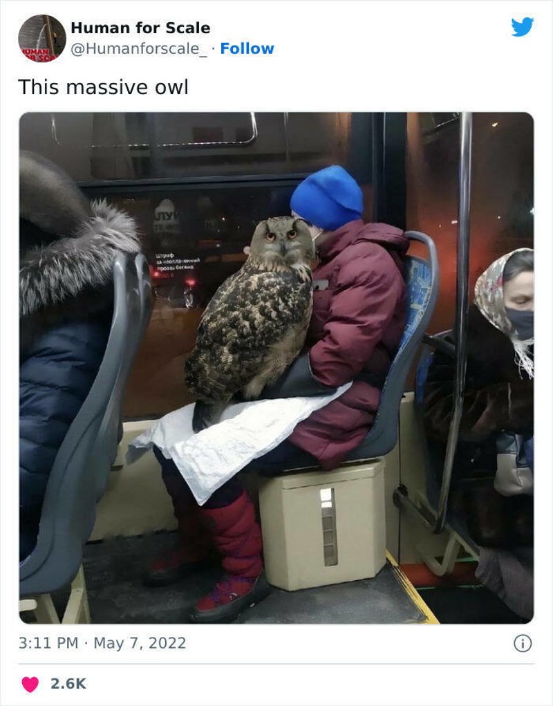 9. Golema sova i to u tramvaju