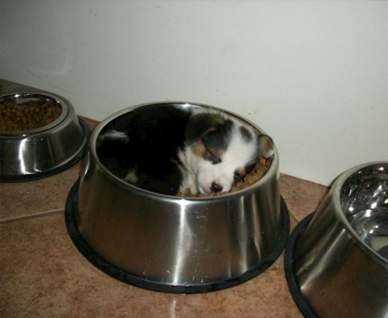 1. Štenac je bio gladan, ali umor ga je ipak savladao