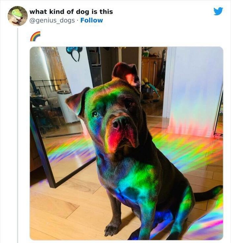 16. On je duga, a ne pas