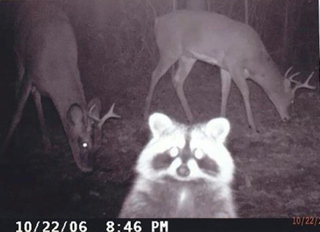 4. Rakun je opalio selfie s jelenima