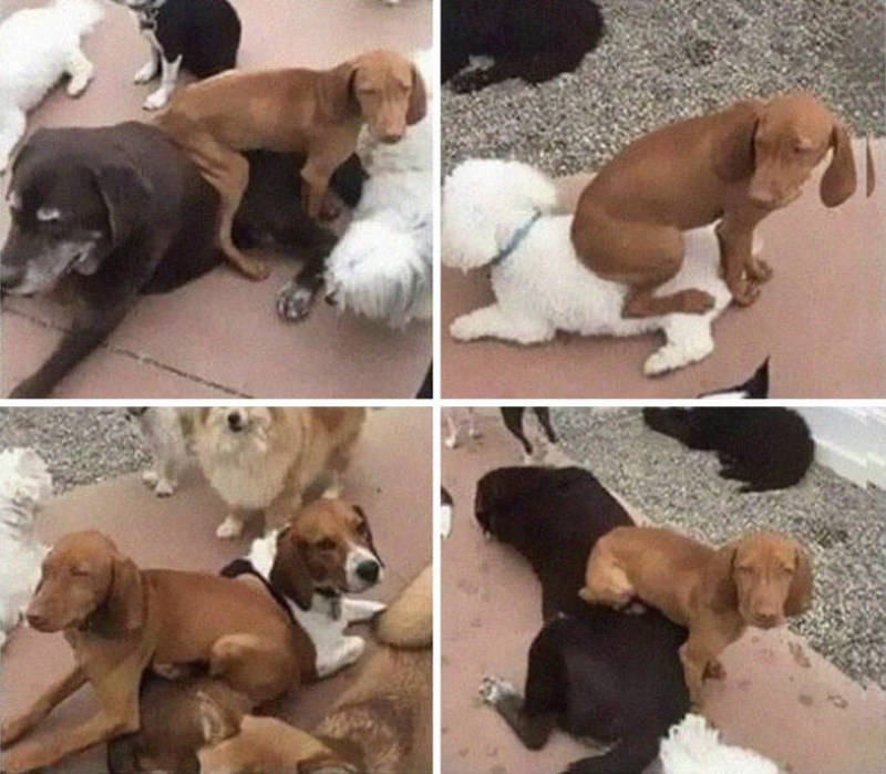 19. Uvijek sjedne na psa koji mu se sviđa