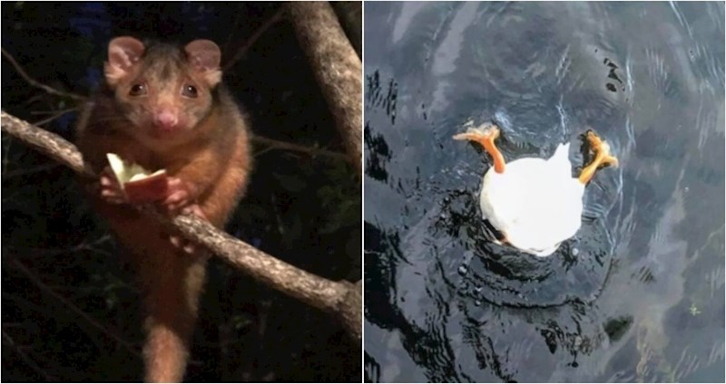 20+ fotki životinja koje nisu baš ispale kako su trebale, ali su baš zbog toga urnebesne
