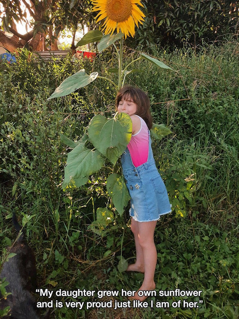 7. Moja je kći uzgojila svoj prvi suncokret i jako je ponosna, baš kao što sam i ja na nju