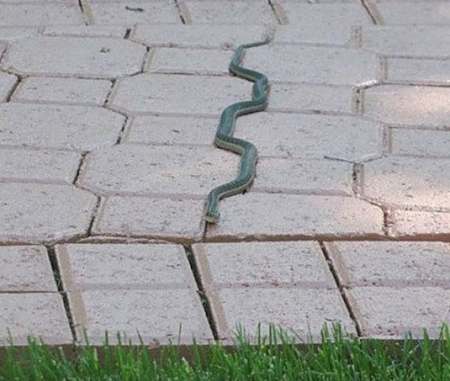 Savršena zmija