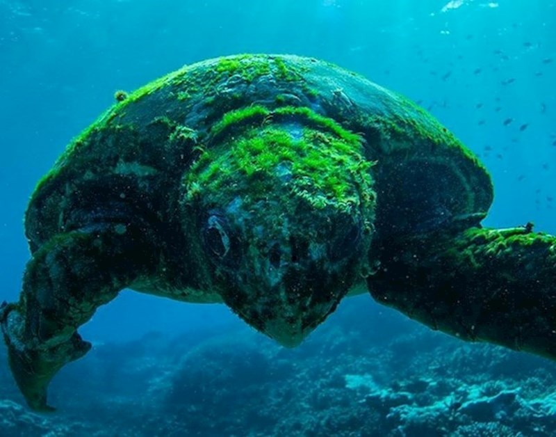 Stogodišnja kornjača