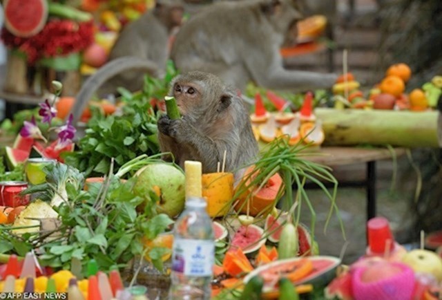 Na Tajlandu organiziraju festival posvećen - majmunima. Za vrijeme trajanja slavlja sva je hrana poslužena samo za njih.