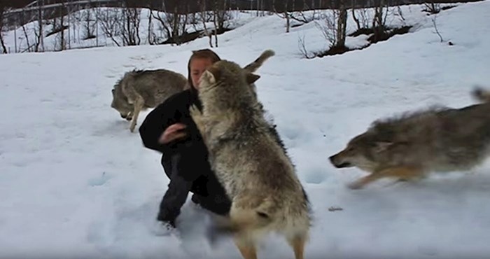 VIDEO Čopor vukova trčao je prema ženi, uslijedila je scena koju nitko ne bi očekivao