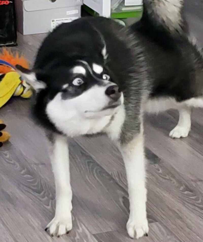 4. Uhvatila sam svoga psa dok se istezao