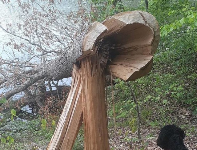 10. Ovako izgleda stablo koje je srušio dabar