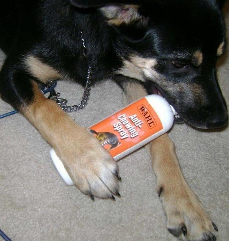 3. Sprej protiv žvakanja očito ne funkcionira