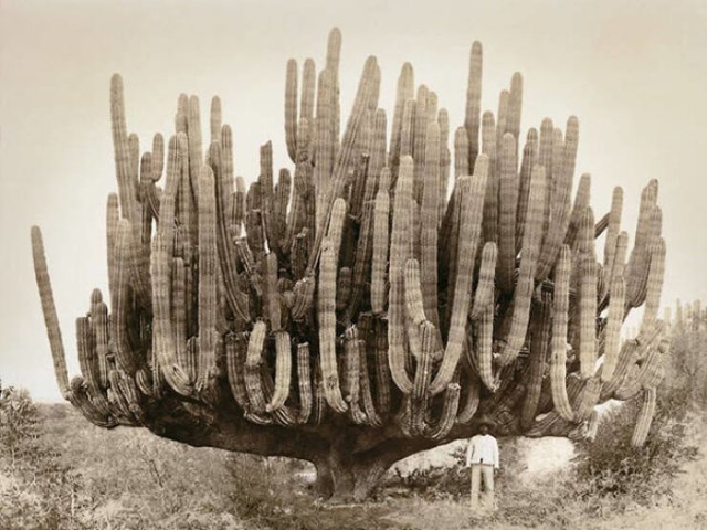 11. Najveći kaktus na svijetu, nalazi se u Meksiku