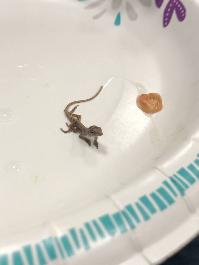 14. Pronašao sam jajašce iz kojeg se izlegao moj novi kućni ljubimac - gušter