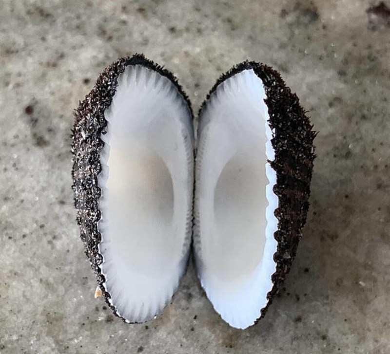 4. Školjka izgleda kao kokos