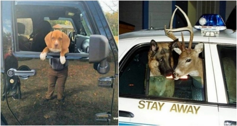 20+ smiješnih slika životinja koje će vam popraviti dan u trenu