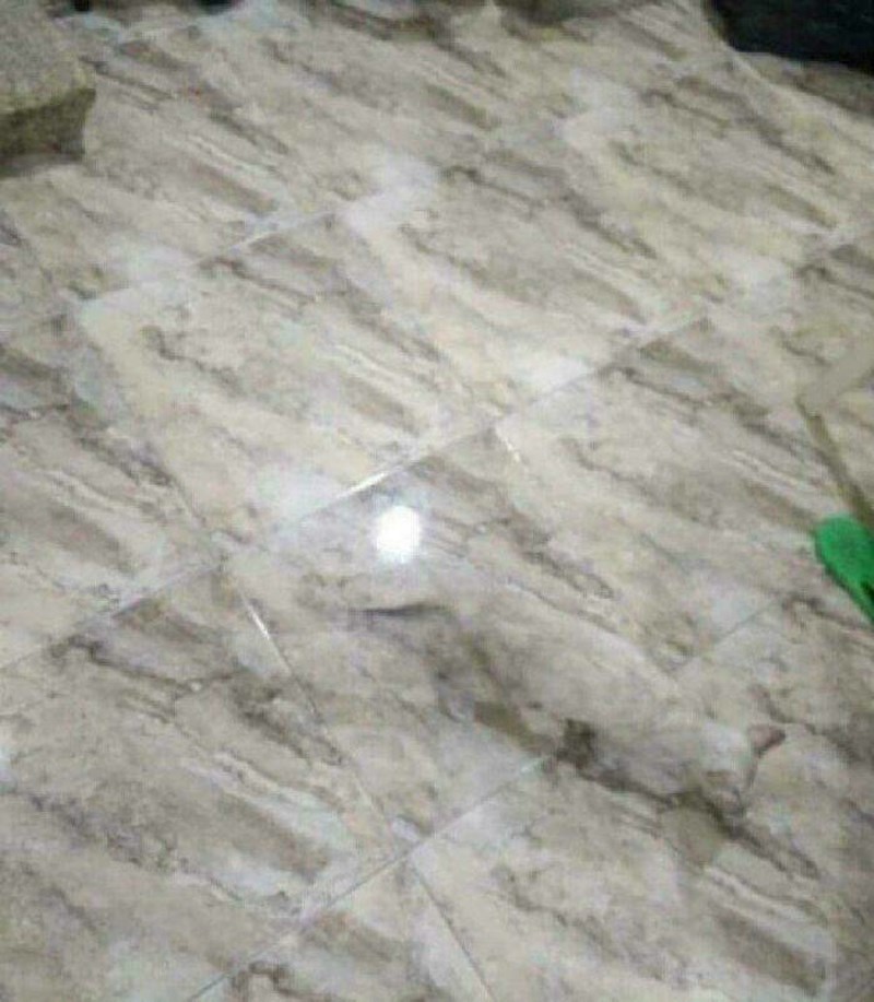 1. Kad jednom ugledate mačku nećete je više moći ne vidjeti