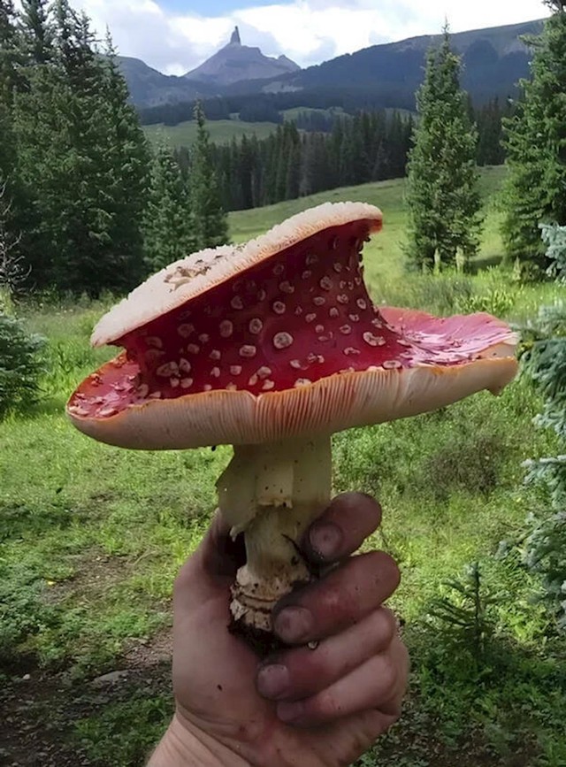 13. Gljiva prečudnog oblika