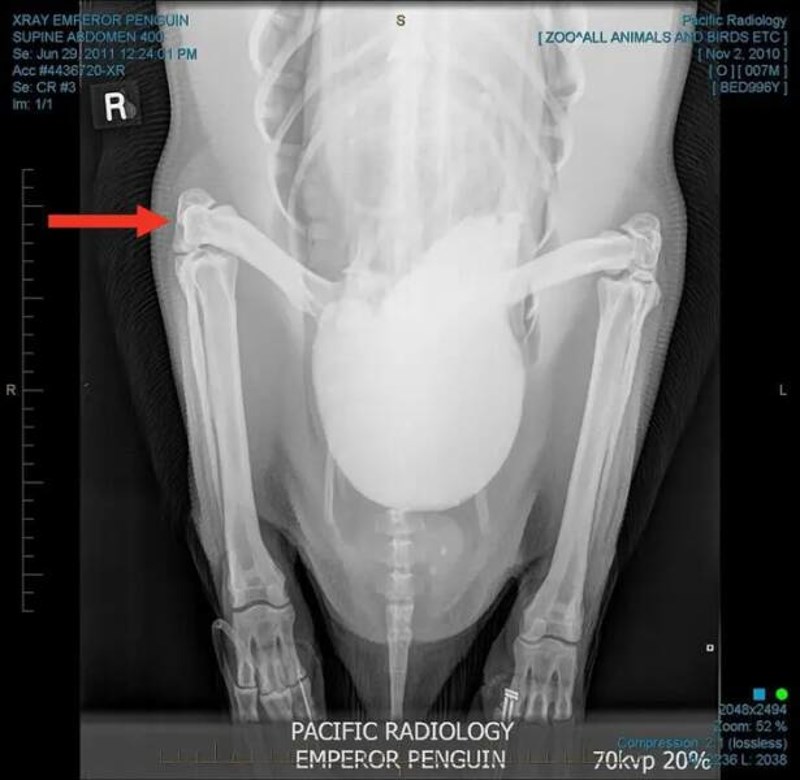 12. Ako niste znali, i pingvini imaju koljena!