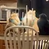 Tip je uhvatio svoje mačke u izuzetno bizarnoj situaciji, snimka je odmah postala viralni hit