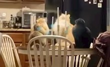 Tip je uhvatio svoje mačke u izuzetno bizarnoj situaciji, snimka je odmah postala viralni hit