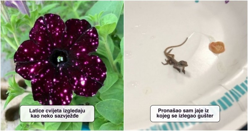 17 ljudi doživjeli su fantastična iznenađenja i morali ih pokazati cijelom internetu