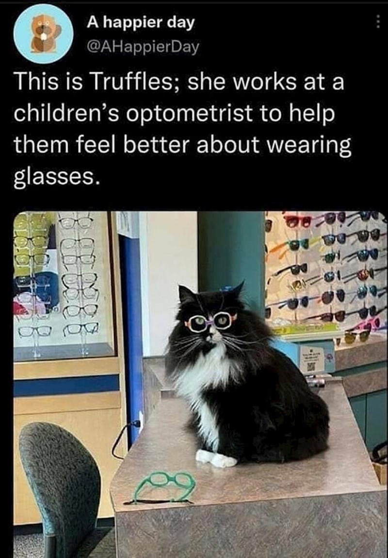 11. Ova maca po imenu Truffels "radi" u dječjoj optici i pomaže klincima da se bolje osjećaju sa svojim novim cvikama