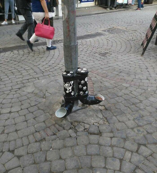 Hranilice za mačke