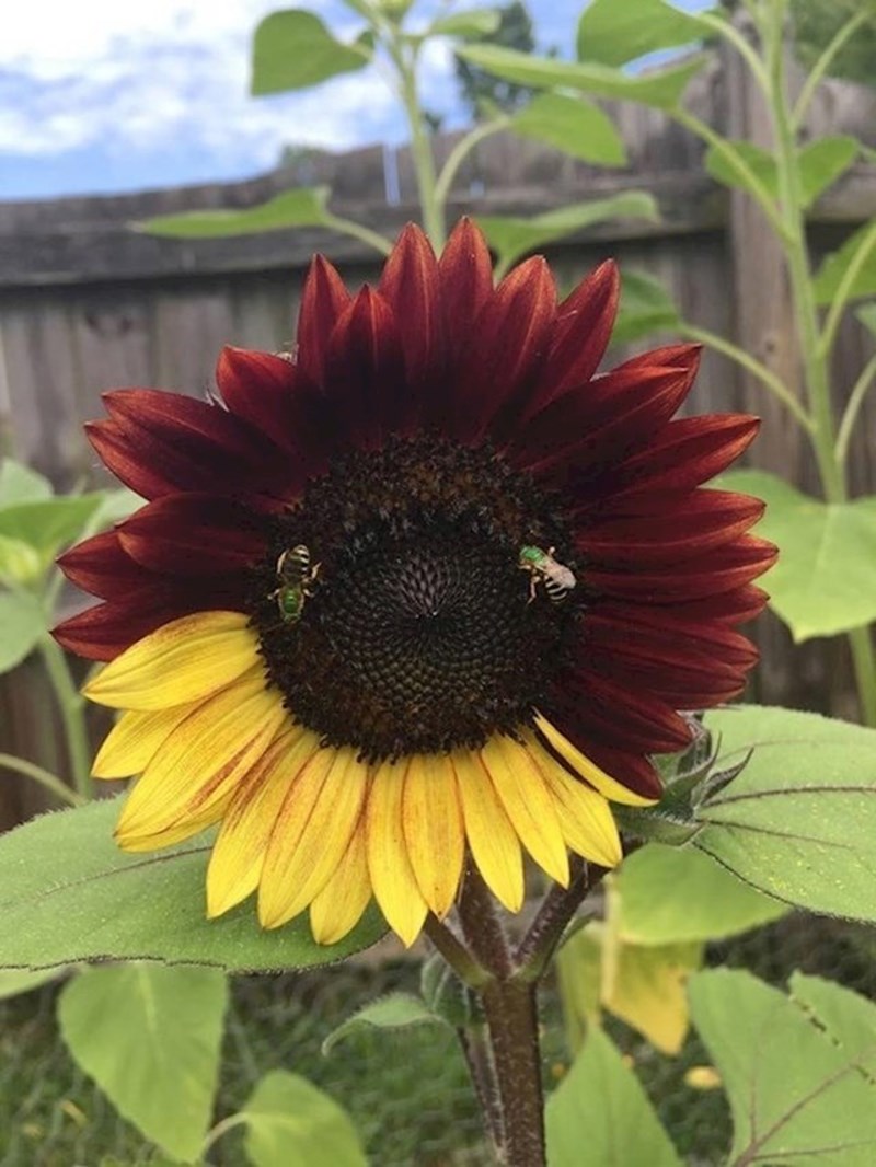 Ovaj cvijet izgleda kao da nije mogao odlučiti hoće li biti crven ili žut...
