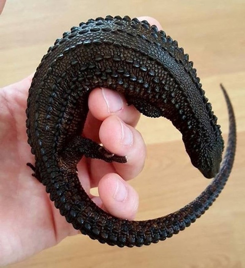 2. Ova vrsta guštera obično je svjetlija, no ovaj je primjerak potpuno crn