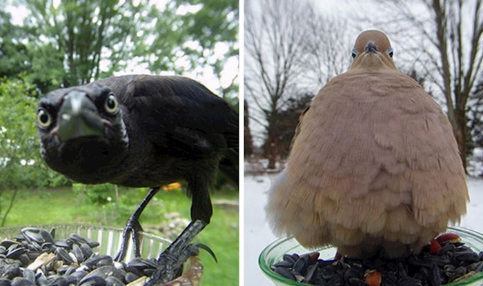 Žena je postavila kameru na hranilicu za ptice, simpatične fotke oduševile su cijeli internet