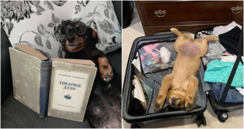 19 smiješnih slika životinja koje će vam odmah uveseliti dan