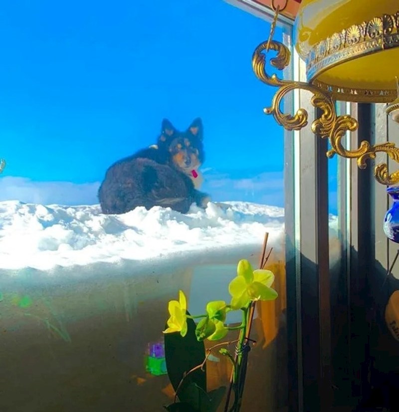 7. Pasji raj postoji!