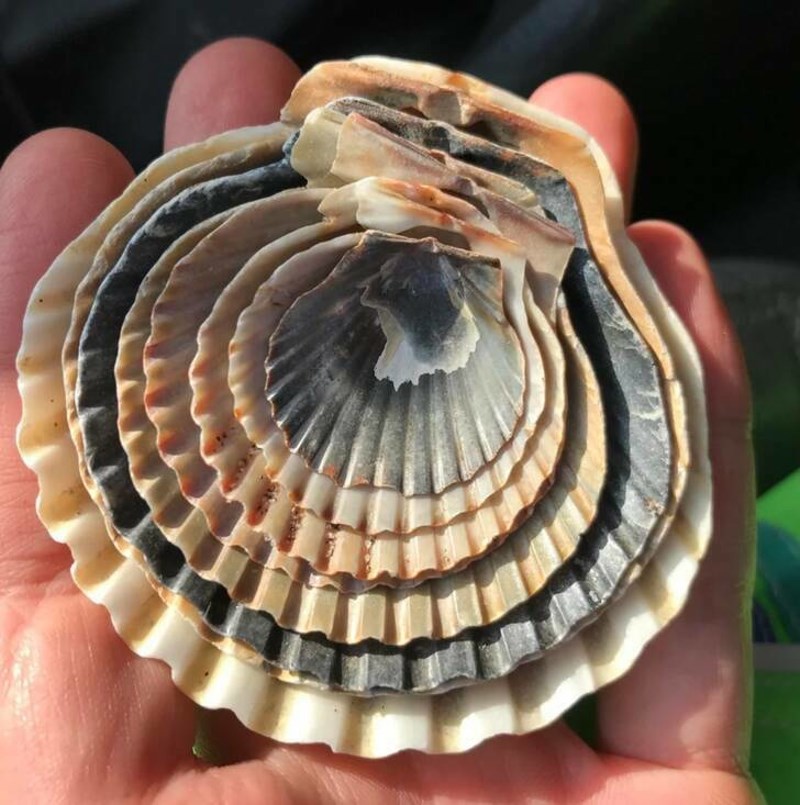 14. Moj sin je iznimno talentiran za skupljanje lijepih školjaka - sve je ovo pronašao u samo jedno popodne