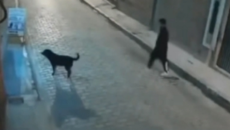 Htio je udariti psa lutalicu, ali karma je imala druge planove. Snimka je postala viralni hit!
