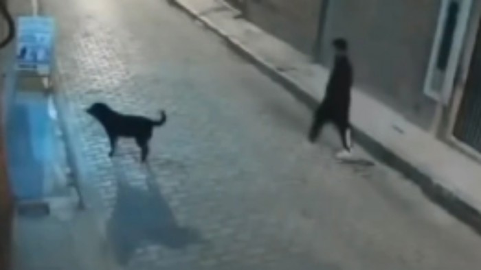 Htio je udariti psa lutalicu, ali karma je imala druge planove. Snimka je postala viralni hit!