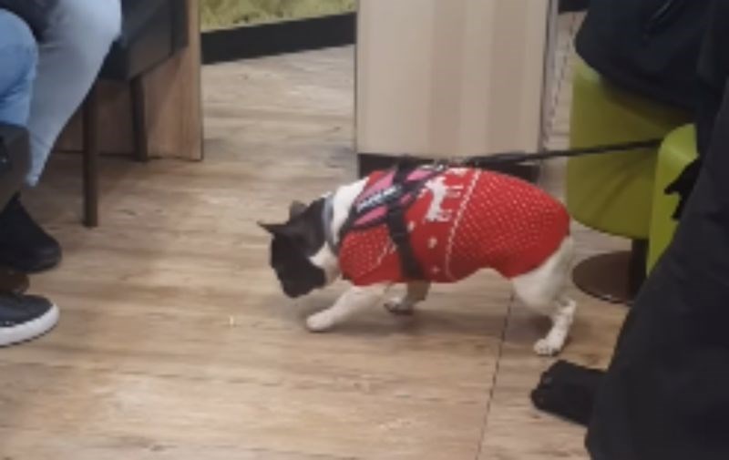 Urnebesna snimka psa u restoranu nasmijala je milijune ljudi diljem svijeta, morate vidjeti