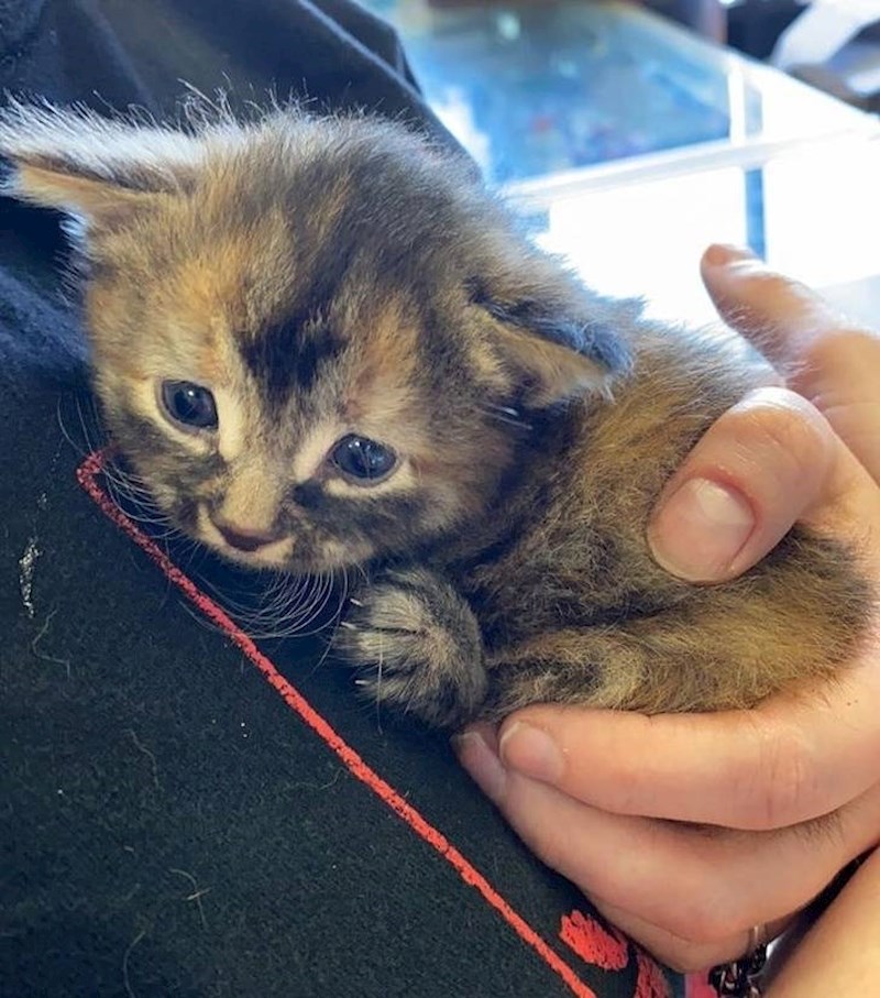 6. Išli smo baciti smeće i pronašli ovu malu preplašenu kuglicu. A baš smo htjeli udomiti mačku. Sudbina!