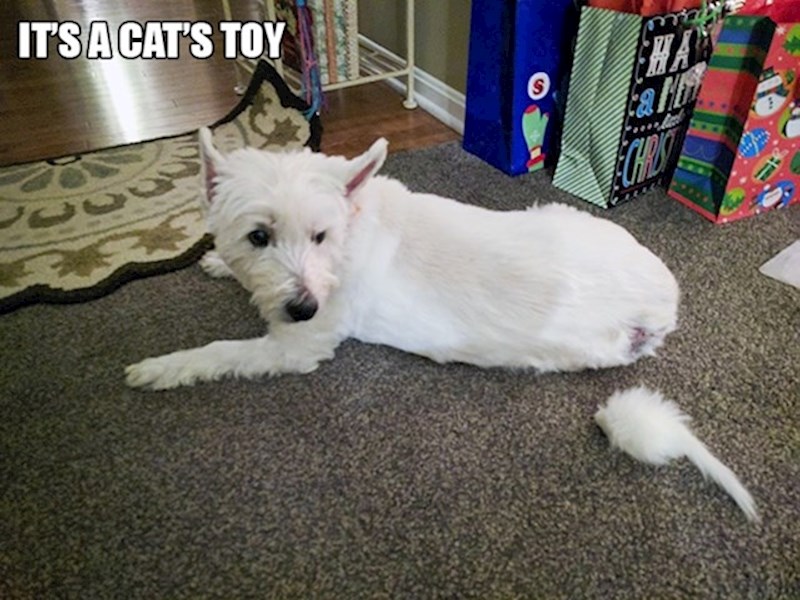2. Ovo je samo mačja igračka, a ne dio psića😆