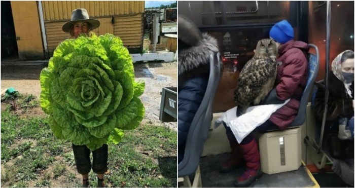19 puta kad su ljudi snimili bića, biljke i stvari čija će vas veličina ostaviti bez teksta